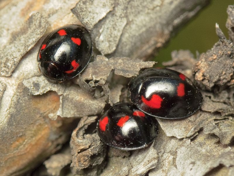 Exochomus quadripustulatus (Linnaeus, 1758)